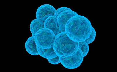 3D cell cluster 3D cell cluster