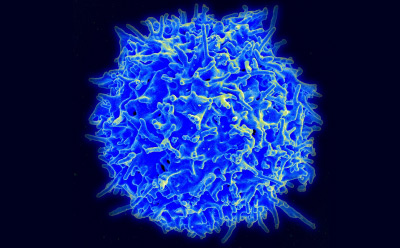 3D image of cell blue 3D image of cell blue