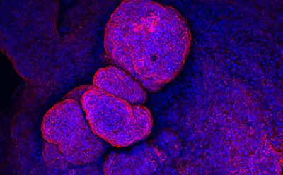 Cells Under Microscope 3D image of cells under microscope