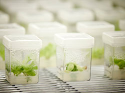 Plant cell isolation, expansion, and micropropagation is applied for pharmaceutical research, commercial plant production, plant research, and plant production Plant cell and tissue isolation and expansion