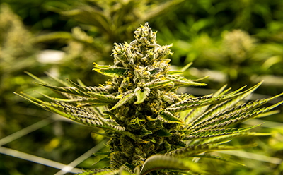 Analysis of pesticides and mycotoxins in cannabis & hemp Residual pesticide and mycotoxin analysis in Cannabis & hemp using LC-MS/MS and GC-MS/MS to meet regulatory requirements.