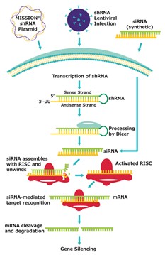 Diagram showing the mechanistic flow of shRNA and siRNA mediated gene silencing in cells. Diagram showing the mechanistic flow of shRNA and siRNA mediated gene silencing in cells.