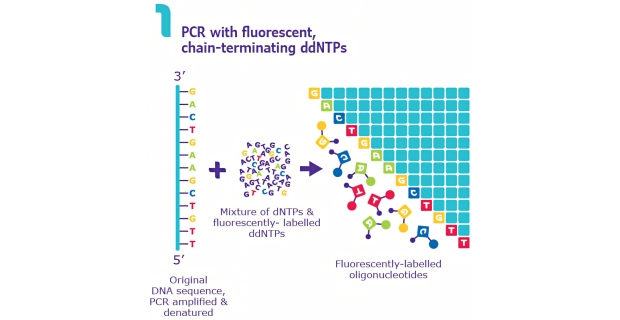 Sanger Sequencing Sanger法DNA测序