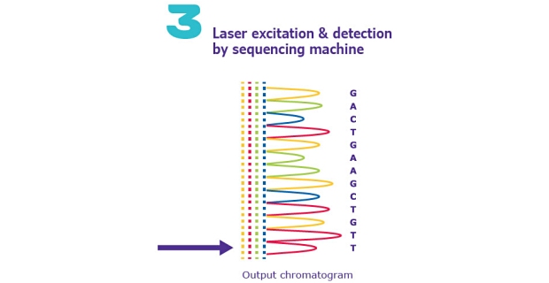 Sanger Sequencing Sanger法DNA测序