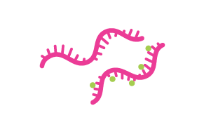 DNA 分裂图 DNA 分裂图