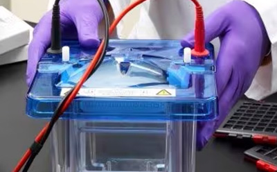 Gel Electrophoresis 蛋白凝胶电泳。利用凝胶电泳槽进行蛋白凝胶电泳