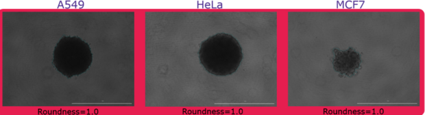 Evaluating Spheroid Formation Brightfield imaging of A549, HeLa, and MCF7 spheroid roundness