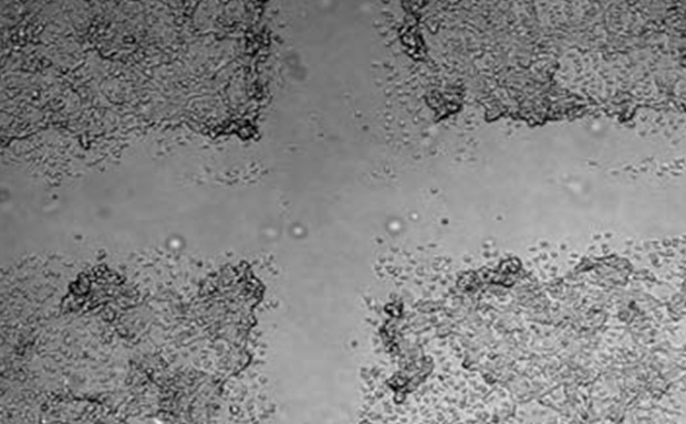The Cell Comb scratch assay measures cell migration 灰度,突出显示细胞密度和形态的差异。