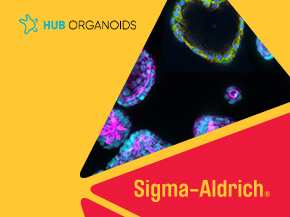 A vibrant promotional banner for HUB Organoids featuring colorful microscopic images of organoid cells on a bright yellow background. The top left corner displays the HUB Organoids logo, while the bottom right corner includes the text "Sigma-Aldrich" in bold red font.