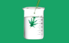 大麻检测 大麻检测