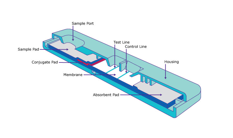 Lateral Flow Assay Schematic Lateral flow test strip design
