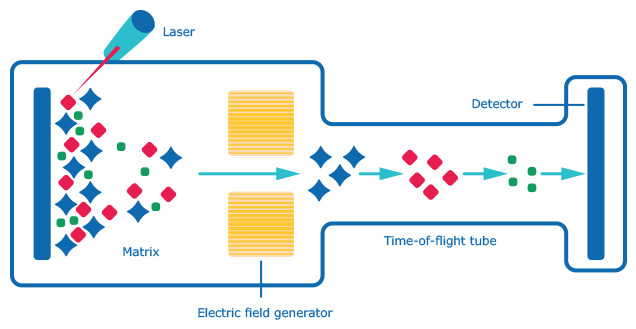 Schematic for MALDI-TOF MS (matrix-assisted laser desorption/ionization-time of flight mass spectrometry Schematic for MALDI-TOF MS (matrix-assisted laser desorption/ionization-time of flight mass spectrometry