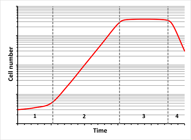 Bacterial cell growth curve A graph illustrating the changes in cell number over time, divided into four distinct phases. The x-axis is labeled "Time," while the y-axis is labeled "Cell number". In the lag phase (1), the red-colored curve starts flat, this is followed by the log phase (2), where the curve rises steeply. The curve then flattens during the stationary phase (3) and finally, in the death phase (4), the curve declines as cell death surpasses growth. The phases are separated by dashed vertical lines, and the red curve visually traces the cell population's dynamics over time.