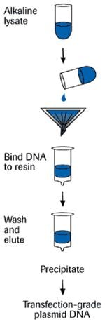genopure-plasmid-purification-procedure Genopure plasmid purification procedure
