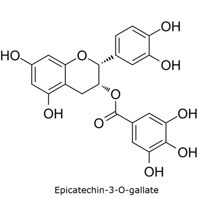 Epicatechin-3-O-gallate Structural diagram of epicatechin-3-O-gallate illustrating the gallate ester group and phenolic hydroxyls.