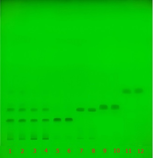 TLC chromatogram under UV 254 nm TLC plate under UV 254 nm showing separated catechin bands across tracks 1–12 for standards and green tea extract.
