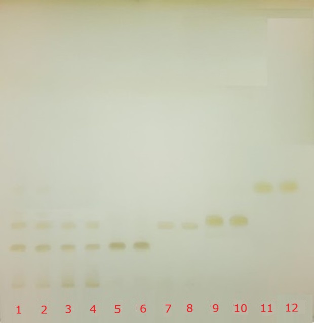 TLC chromatogram under visible light TLC plate under visible light showing catechin separation across tracks 1–12 for standards and decaffeinated green tea extract.