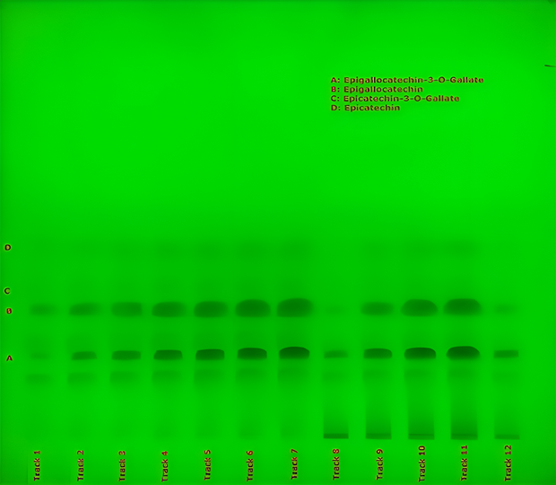 TLC chromatogram of catechins under UV 254 nm TLC plate under UV 254 nm showing labeled catechin bands A to D across tracks 1 to 12 for green tea extract