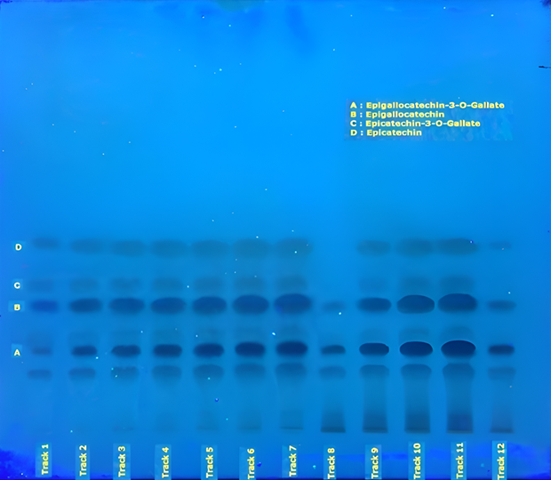 TLC chromatogram of catechins under UV 366 nm TLC plate under UV 366 nm showing fluorescent catechin bands labeled A–D across tracks 1–12 for decaffeinated green tea extract.