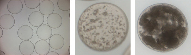 Cell-in-a-Box® encapsulation of cells Cell-in-a-Box® encapsulation of cells