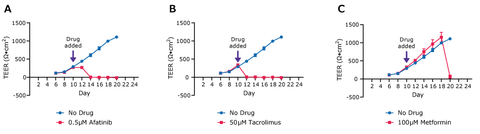 Duo-87 TEER values Three line graphs demonstrate the TEER values for Duo-87 organoids on 0.4 µm pore size Millicell® 24-well inserts treated with 0.5 µM Afatinib (left), 50 µM Tacrolimus (center) and 100 µM Metformin (right). The drug was added on day 10. In the left graph, after day 10 the two lines (no drug and Afantinib) diverge and Afantinib drops to no TEER values while the no drug increases. In the center graph, after day 10 the two lines (no drug and Tacrolimus) diverge and Tacrolimus drops to no TEER values while the no drug increases. In the right graph, after day 10 the two lines (no drug and Metformin) continue to increase until Day 18 when they diverge and Metformin drops to no TEER values while the no drug increases.