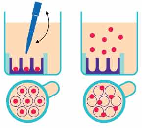 Organoid harvesting in Millicell® Microwell plates Schematic of organoid harvesting using Millicell<sup>®</sup> Microwell plates
