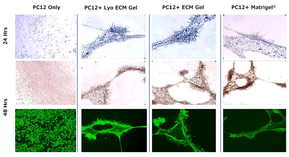 PC12 cell differentiation Twelve images of PC12 cells. The top set of images shows PC12 cells grown alone, in Lyo ECM Gel, ECM gel, or Matrigel® after 24 hours. The middle set of images shows PC12 cells grown alone, in Lyo ECM Gel, ECM gel, or Matrigel® after 48 hours. The bottom set of fluorescent microscopy images shows PC12 cells grown alone, in Lyo ECM Gel, ECM gel, or Matrigel® after 48 hours.
