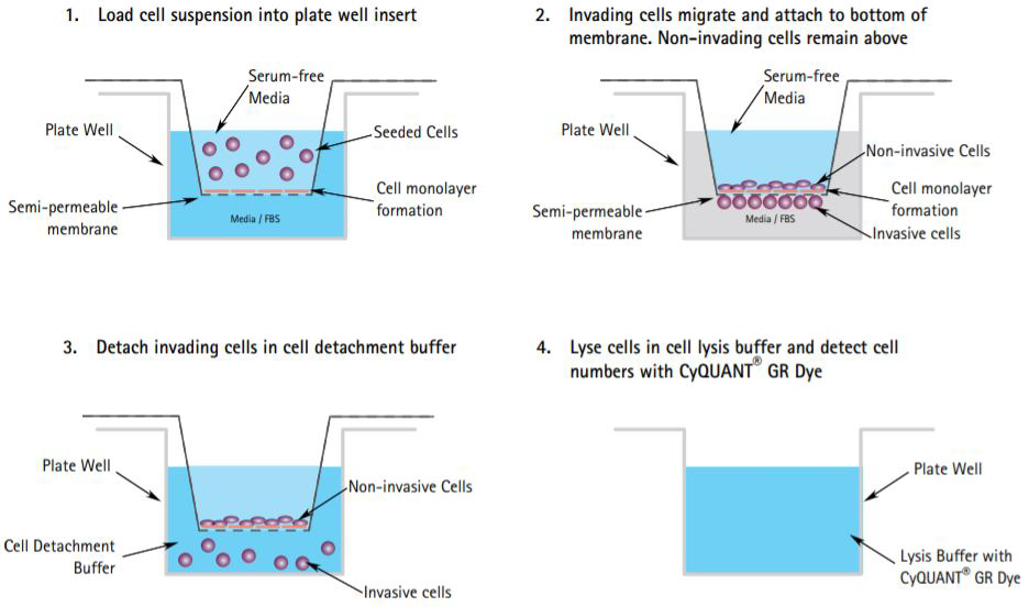 The Boyden Chamber Assay Protocol The Boyden Chamber Assay Protocol