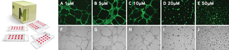 Increasing concentrations of sulforaphane Increasing concentrations of sulforaphane