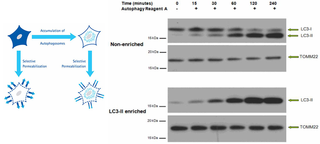 LC3-II自噬富集试剂盒 LC3-II自噬富集试剂盒