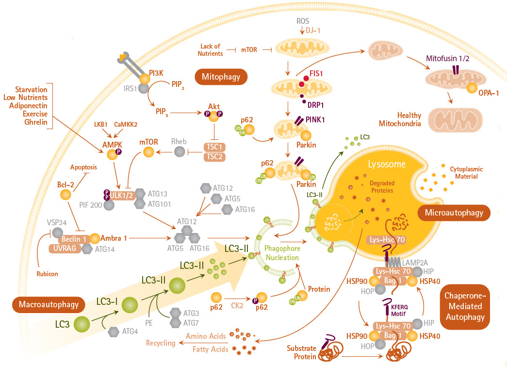 Autophagy Mechanisms and Signaling Pathways Autophagy Mechanisms and Signaling Pathways