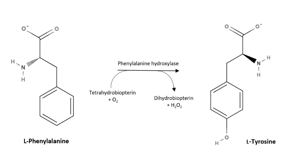 Biosynthesis of L-tyrosine in mammals Biosynthesis of L-tyrosine in mammals