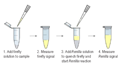 Assay Steps Assay Steps