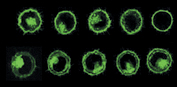 PKH67 in L929 Cells PKH67 in L929 Cells