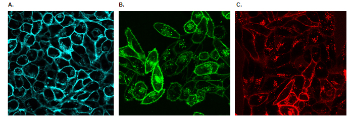 Live Cell Fluorescent Organelle Dyes and Stains Live cell imaging of cellular lysosomes.