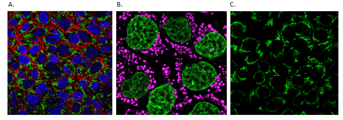 Live Cell Fluorescent Organelle Dyes and Stains Live cell imaging of cellular lipids