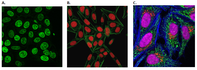 Live Cell Fluorescent Organelle Dyes and Stains Live cell imaging of the cellular nucleus