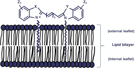 Staining mechanism Staining mechanism