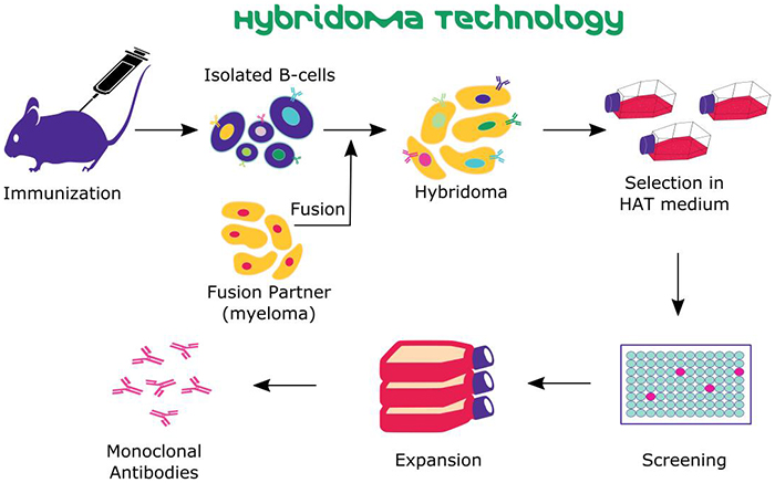 hybridoma-technology Hybridoma Technology