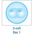 2-cell Day 1 2-细胞 第 1 天