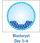 Blastocyst day 3-4 囊胚 第 3-4 天