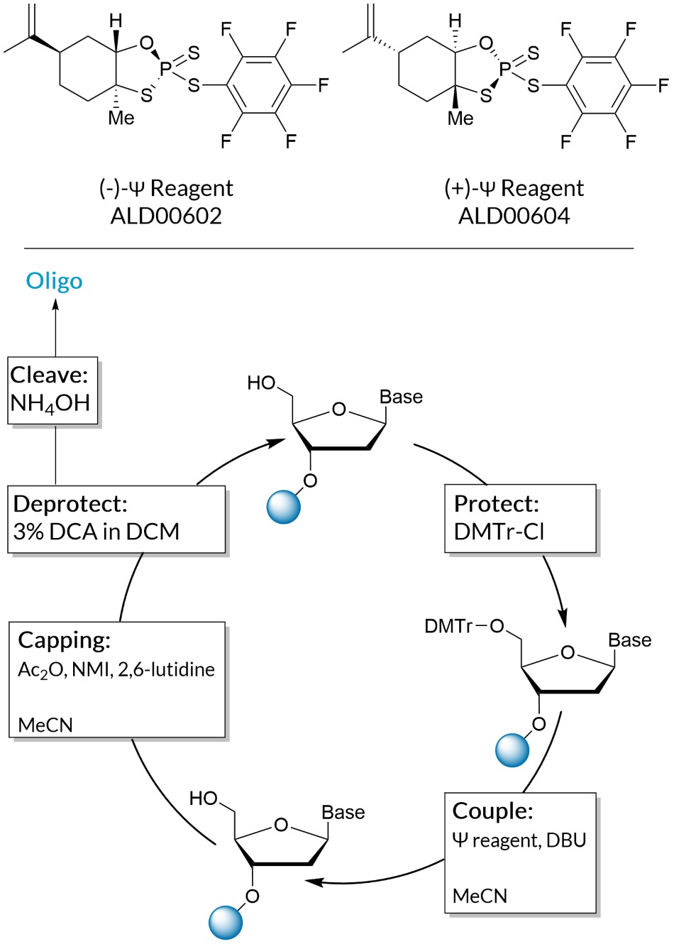Phosphorus sulfur incorporation with simplified mechanism Phosphorus sulfur incorporation (PSI or Ψ) with simplified mechanism.