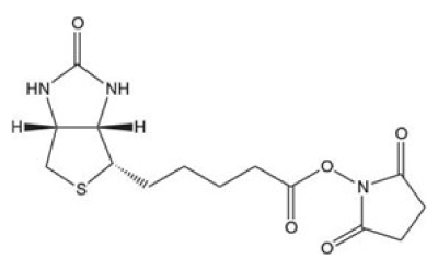 Biotinylation Reagents Black-and-white structure of biotin-OSu showing a bicyclic biotin core with sulfur and nitrogen, a carbon chain, and an OSu-linked sulfonyl group.