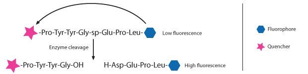 Ssynthesis of fluorescence-quenched enzyme substrates A schematic representation of a fluorescence-quenched peptide substrate and its enzymatic cleavage process. At the top, a peptide sequence, represented as "-Pro-Tyr-Tyr-Gly-sp-Glu-Pro-Leu-", is shown with a pink star on the left and a blue hexagon on the right, indicating a quencher and a fluorophore, respectively. This state is labeled "Low fluorescence" due to the quencher suppressing the fluorophore's signal. An arrow labeled "Enzyme cleavage" points downward, splitting the peptide into two fragments. The left fragment, "-Pro-Tyr-Tyr-Gly-OH", retains the pink star (quencher), while the right fragment, "H-Asp-Glu-Pro-Leu-", retains the blue hexagon (fluorophore). This separation results in "High fluorescence" because the fluorophore is no longer quenched. A legend below the diagram identifies the pink star as the quencher and the blue hexagon as the fluorophore.