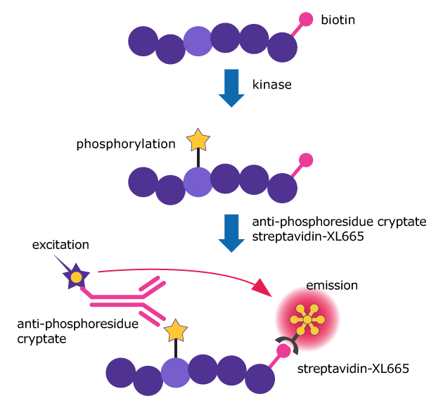 Principles of the kinase assay Diagram shows kinase assay steps: substrate phosphorylation, cryptate binding, excitation by light, and red emission detected via streptavidin-XL665.