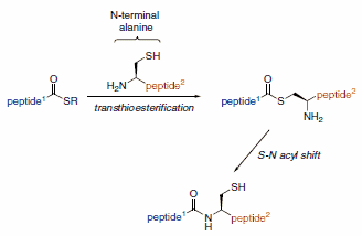 Native Chemical Ligation Native Chemical Ligation