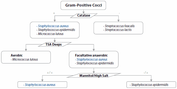 Gram Positive Cocci A flowchart depicting the identification process of Gram-positive cocci using a catalase test and growth medium preferences. The chart splits between ‘Catalase positive’ with examples like Staphylococcus aureus, leading to further differentiation based on growth in ‘TSA Deeps’ or ‘Mannitol/High Salt,’ and ‘Catalase negative’ with examples like Streptococcus faecalis, also leading to differentiation based on growth conditions.
