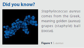 Did you know? A graphic panel with a heading ‘Did you know?’ featuring a microscopic image of clusters of Staphylococcus aureus bacteria. The bacteria appear as blue, ball-shaped structures grouped together, resembling bunches of grapes