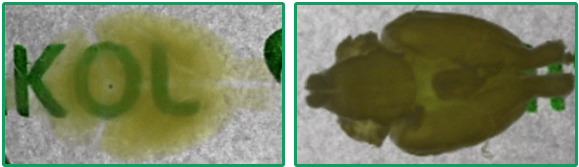 Visikol® HISTO™ and HISTO-M™ Tissue Clearing Reagents Reversible nature of HISTO™ tissue clearing method