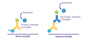 Comparison between Direct Elisa Vs Indirect Elisa A diagram comparing Direct ELISA and Indirect ELISA techniques, illustrating the different steps and components involved in each method.
